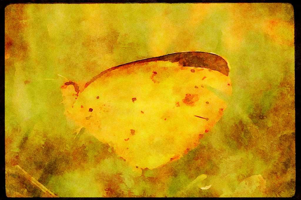 Butterflies 052088 Little Sulphur A4 Limited Edition Watercolour Print