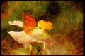 Butterflies 052089 Proterpia Orange A4 Limited Edition Watercolour Print