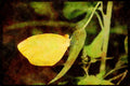 Butterflies 052090 Proterpia Orange A4 Limited Edition Watercolour Print