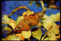 Butterflies 052091 Golden club Skipper A4 Limited Edition Watercolour Print