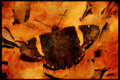 Butterflies 052092 Golden banded Skipper A4 Limited Edition Watercolour Print