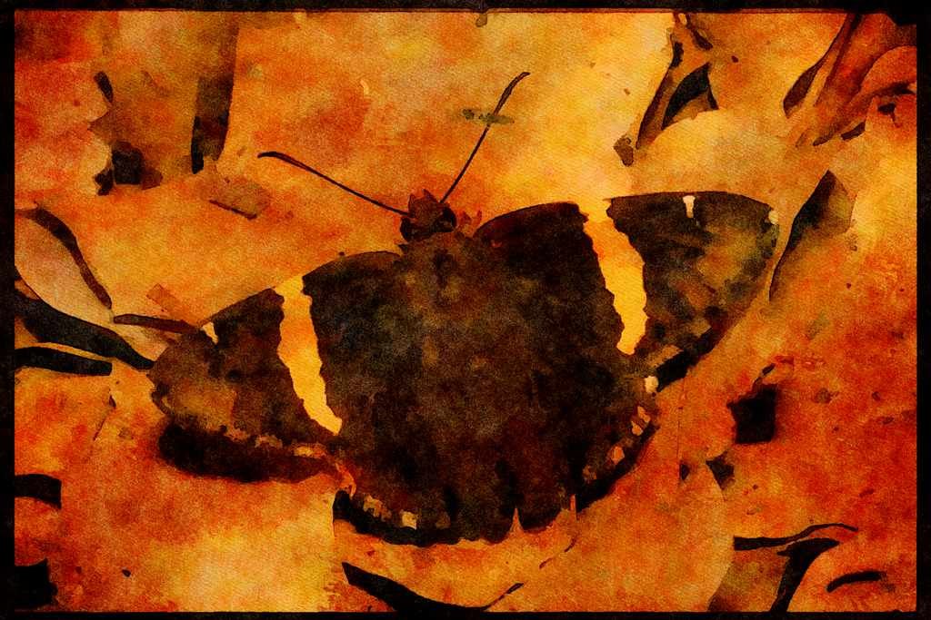 Butterflies 052092 Golden banded Skipper A4 Limited Edition Watercolour Print