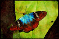 Butterflies 052093 Blue Flasher A4 Limited Edition Watercolour Print