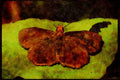 Butterflies 052094 Redhead Sooty Skipper A4 Limited Edition Watercolour Print