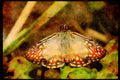 Butterflies 052095 Tropical Checkered Skipper A4 Limited Edition Watercolour Print