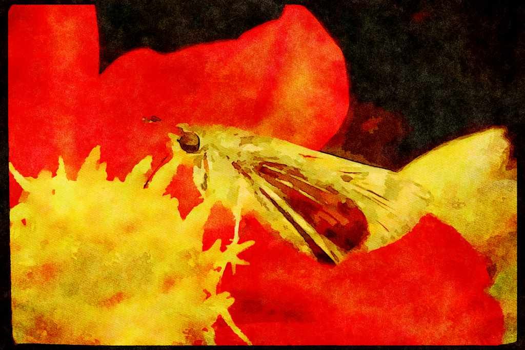 Butterflies 052096 Fiery Skipper A4 Limited Edition Watercolour Print