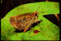 Butterflies 052097 Creekside Little Skipper A4 Limited Edition Watercolour Print