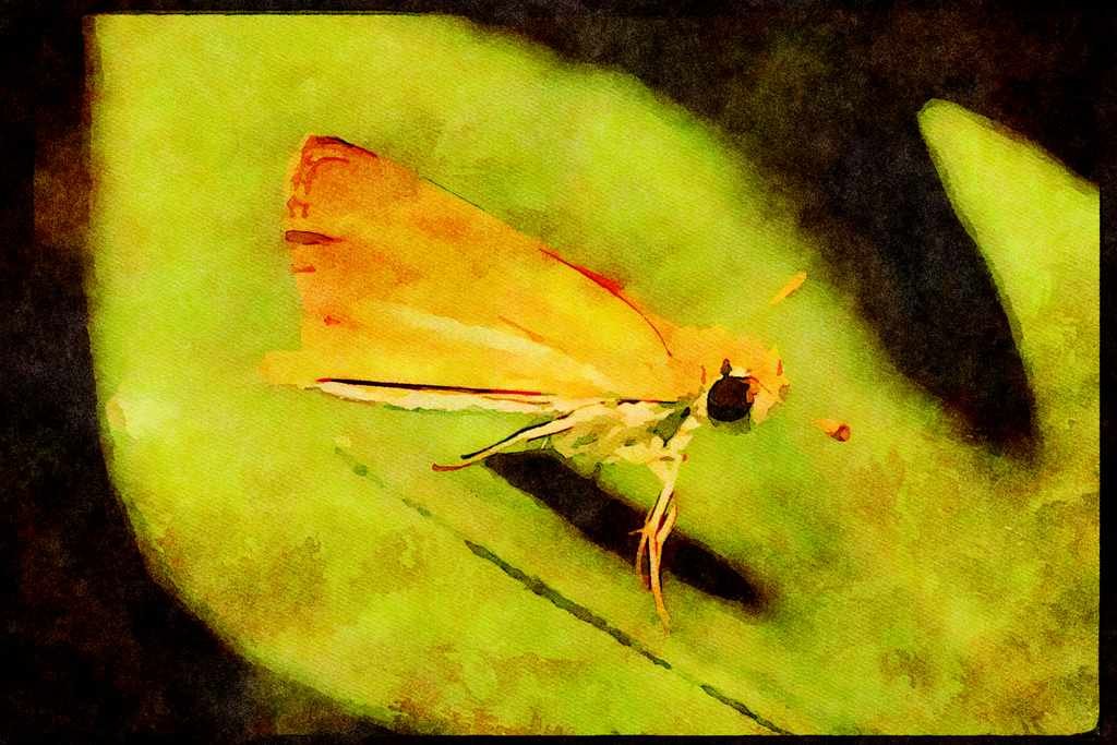 Butterflies 052098 Least Skipper A4 Limited Edition Watercolour Print