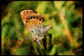 Butterflies 052099 Western Pigmy Blue A4 Limited Edition Watercolour Print