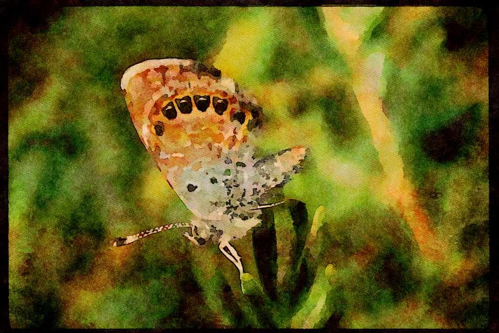 Butterflies 052099 Western Pigmy Blue A4 Limited Edition Watercolour Print