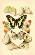Butterflies & Moths 1894 British Butterflies A4 Photo Print