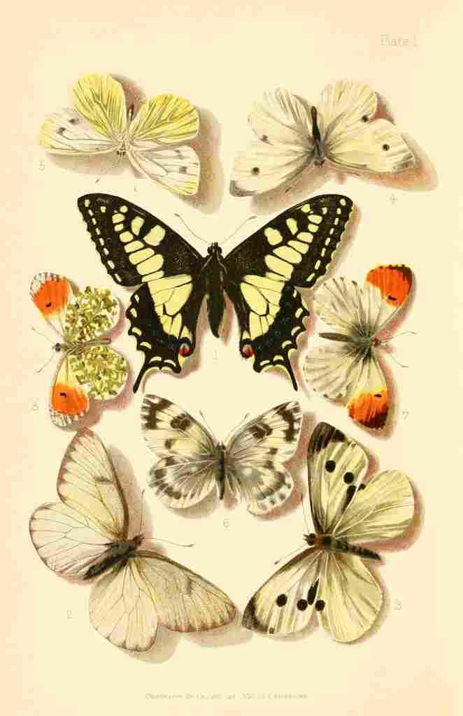 Butterflies & Moths 1894 British Butterflies A4 Photo Print