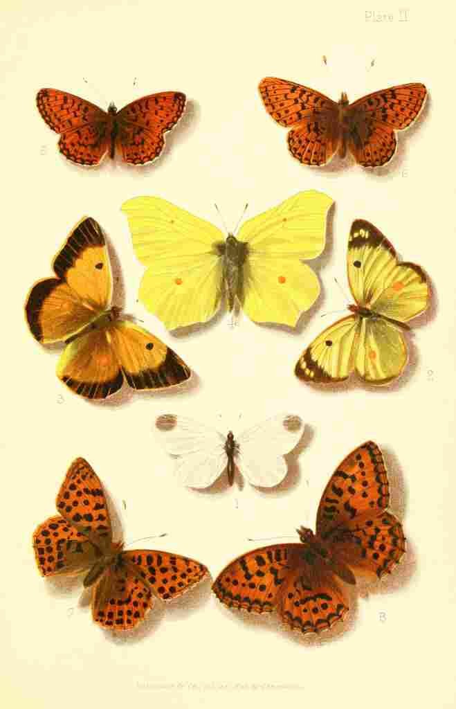 Butterflies & Moths 1894 Various 1 A4 Photo Print