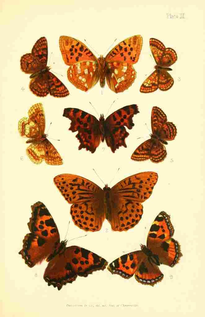 Butterflies & Moths 1894 Various 2 A4 Photo Print