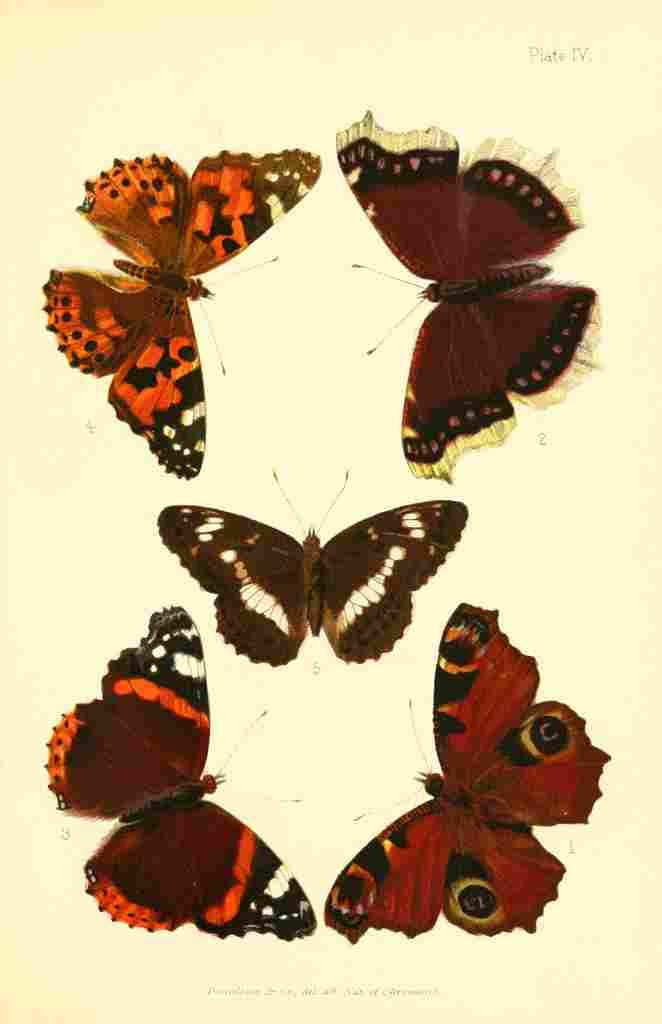 Butterflies & Moths 1894 Various 3 A4 Photo Print