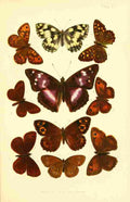 Butterflies & Moths 1894 Various 4 A4 Photo Print