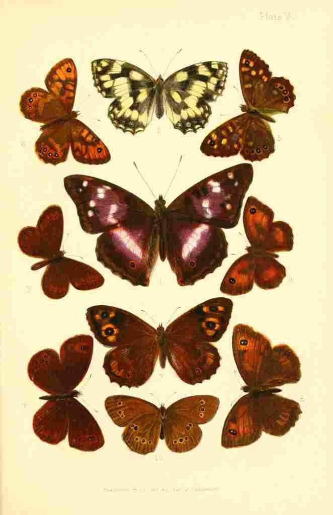 Butterflies & Moths 1894 Various 4 A4 Photo Print