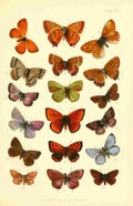 Butterflies & Moths 1894 Various 5 A4 Photo Print