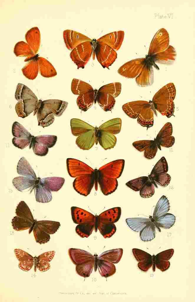Butterflies & Moths 1894 Various 5 A4 Photo Print