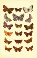 Butterflies & Moths 1894 Various 6 A4 Photo Print