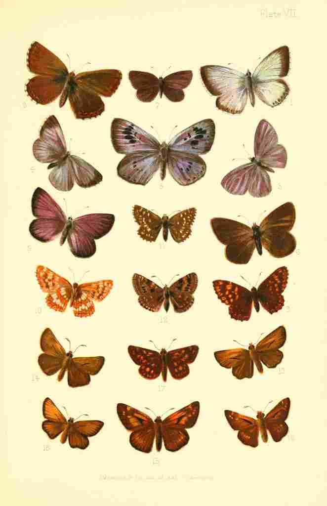 Butterflies & Moths 1894 Various 6 A4 Photo Print