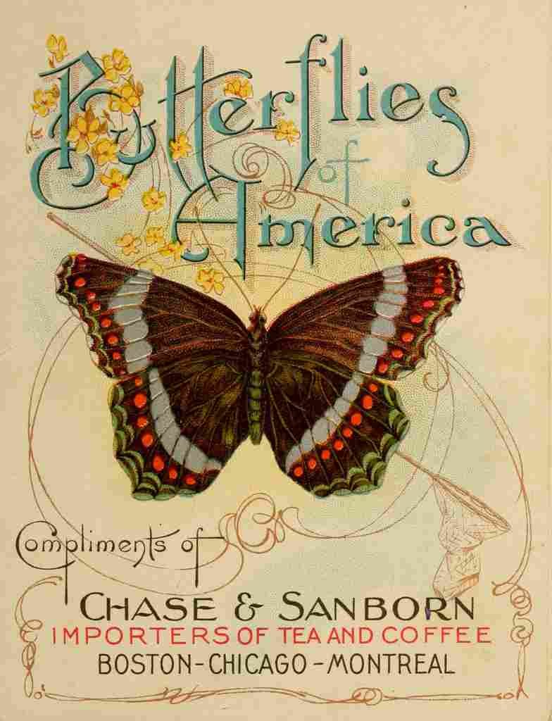 Butterflies of America c1900 Ornate cover A4 Photo Print