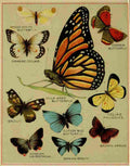 Butterflies of America c1900 Various 1 A4 Photo Print