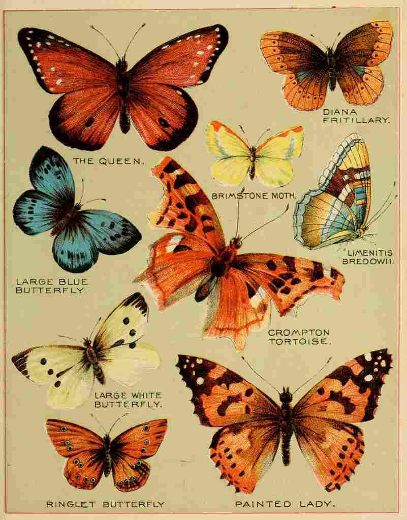 Butterflies of America c1900 Various 2 A4 Photo Print
