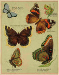 Butterflies of America c1900 Various 3 A4 Photo Print