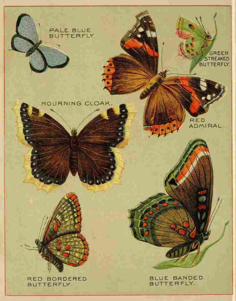 Butterflies of America c1900 Various 3 A4 Photo Print