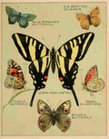 Butterflies of America c1900 Various 4 A4 Photo Print