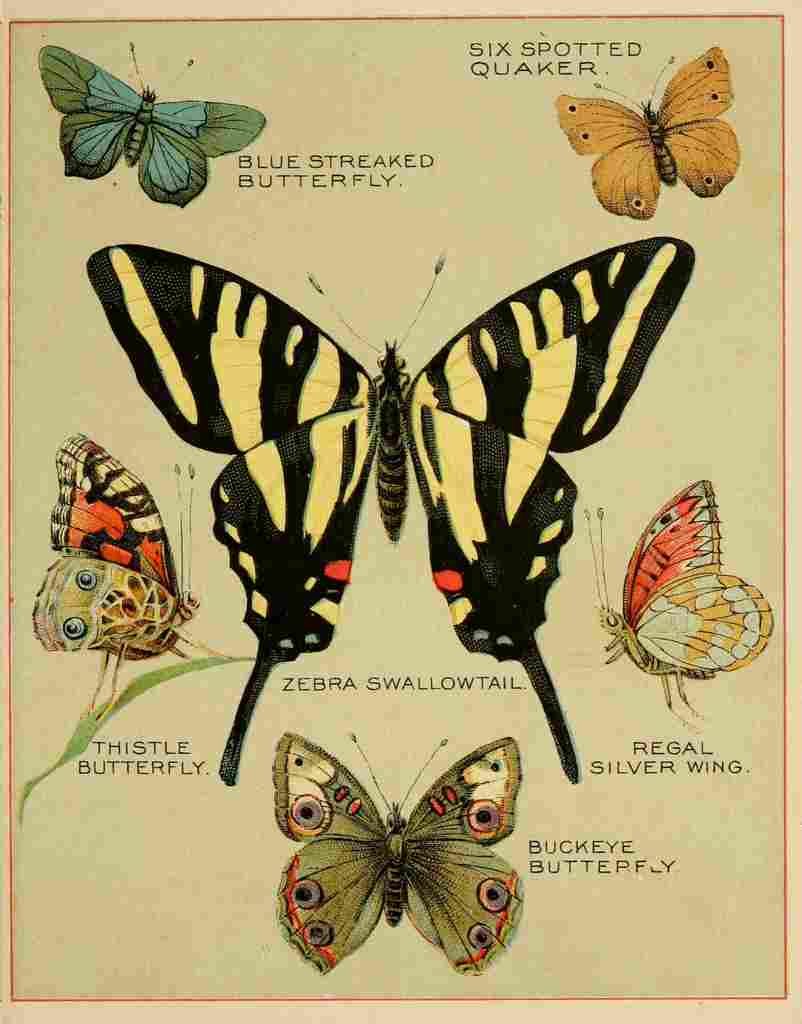 Butterflies of America c1900 Various 4 A4 Photo Print
