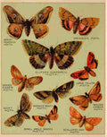 Butterflies of America c1900 Various 5 A4 Photo Print