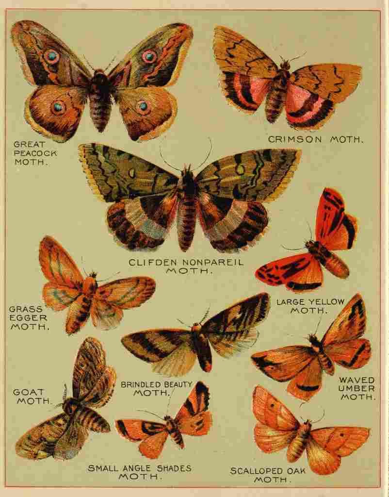 Butterflies of America c1900 Various 5 A4 Photo Print
