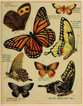 Butterflies of America c1900 Various 6 A4 Photo Print