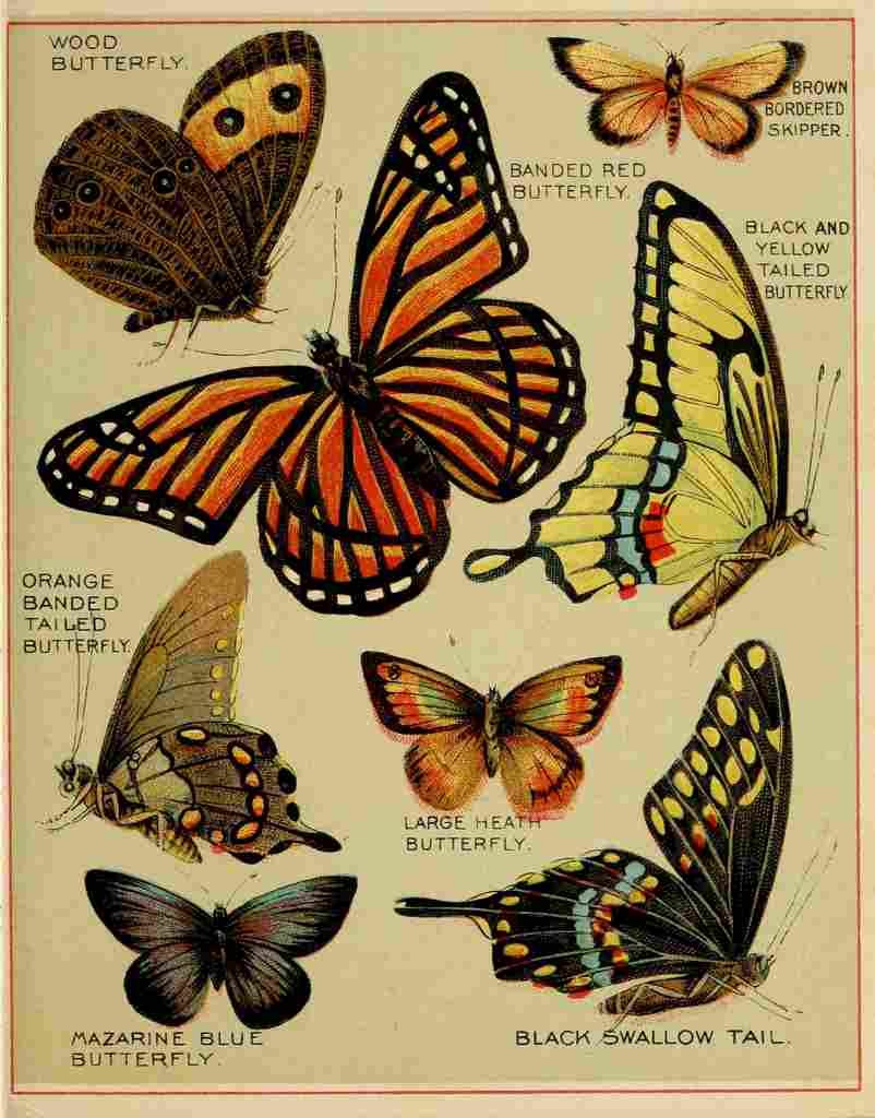 Butterflies of America c1900 Various 6 A4 Photo Print