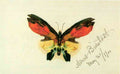 Butterfly 2 Bierstadt A4 Photo Print