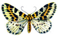 Butterfly Abraxas grossulariata A4 Photo Print