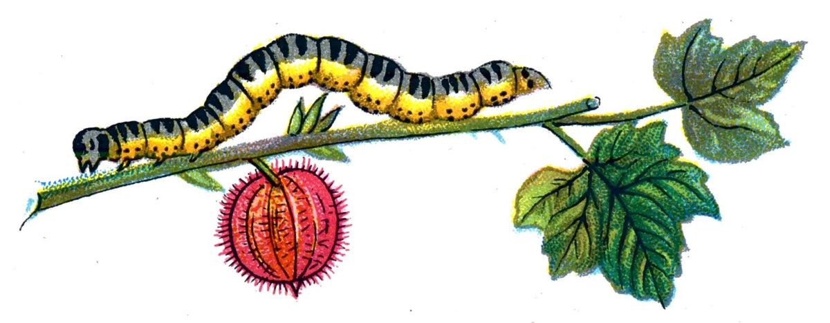Butterfly Abraxas grossulariata caterpillar A4 Photo Print