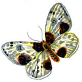 Butterfly Abraxas sylvata A4 Photo Print