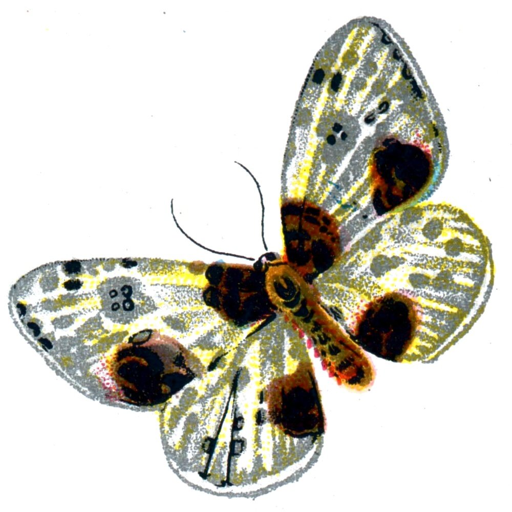Butterfly Abraxas sylvata A4 Photo Print