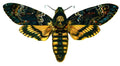 Butterfly Acherontia atropos A4 Photo Print