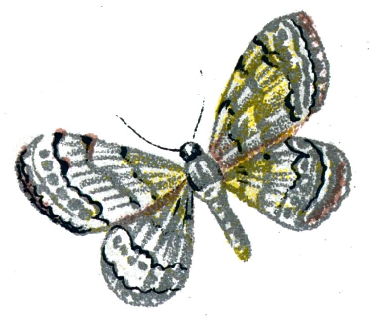 Butterfly Acidalia decorata A4 Photo Print