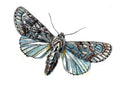 Butterfly Acronycta aceris A4 Photo Print