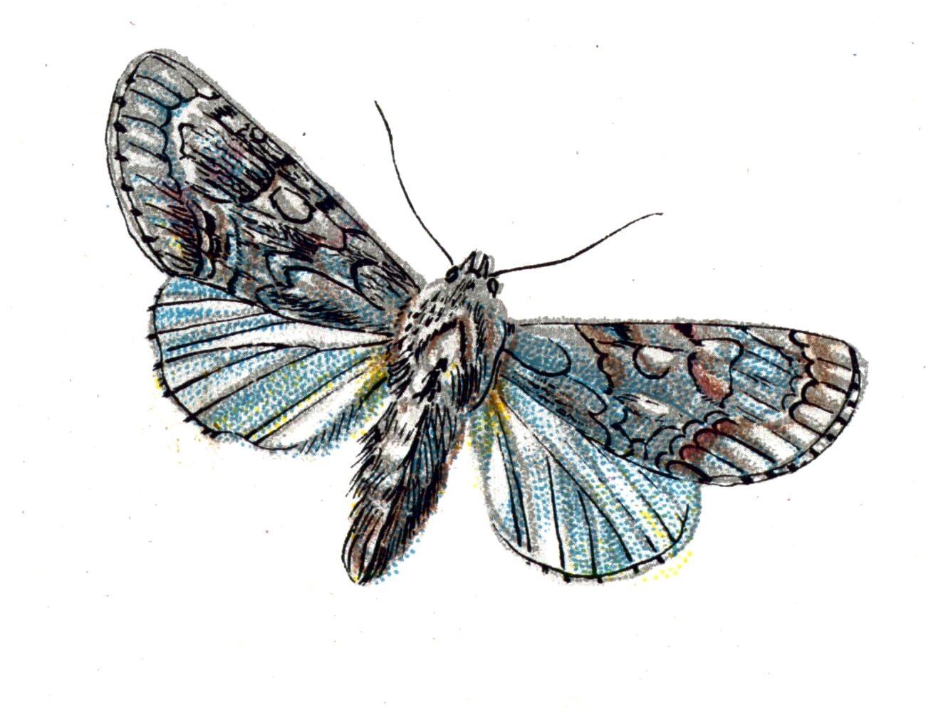 Butterfly Acronycta aceris A4 Photo Print