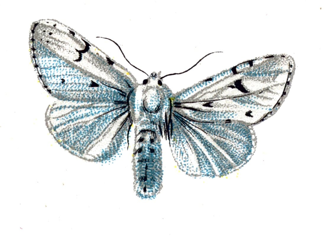Butterfly Acronycta leporina A4 Photo Print