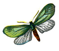 Butterfly Adscita statices A4 Photo Print