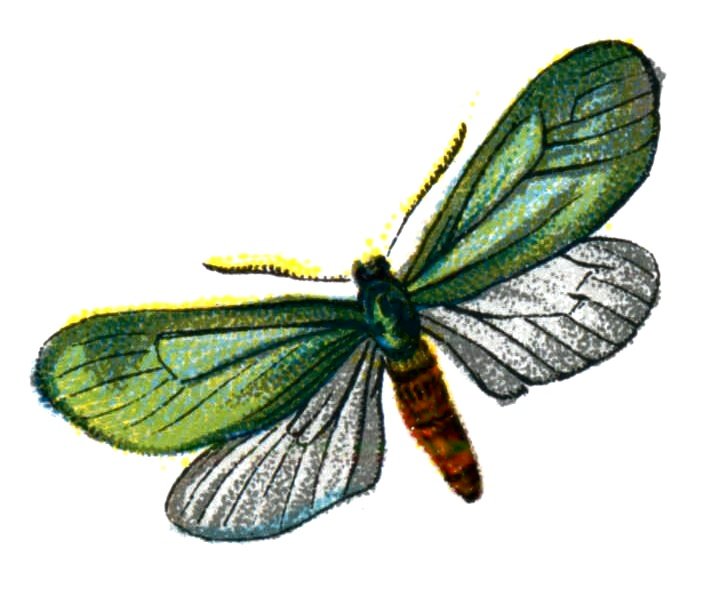 Butterfly Adscita statices A4 Photo Print