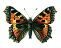 Butterfly Aglais urticae A4 Photo Print