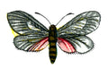 Butterfly Aglaope infausta A4 Photo Print